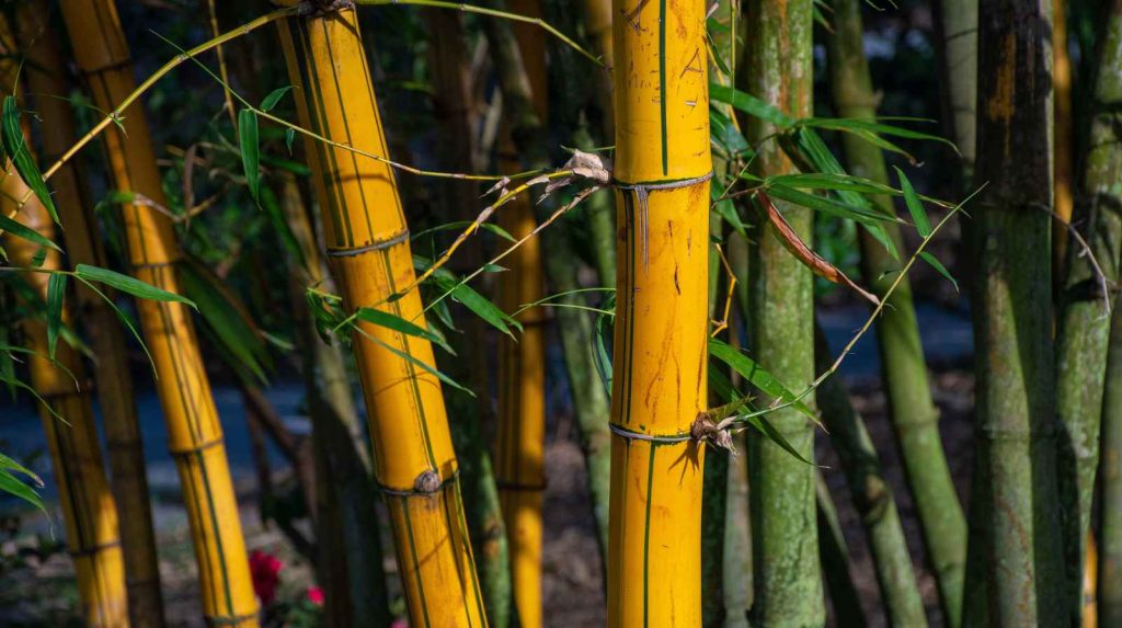 פתרונות במבוק