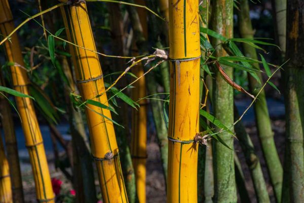 פתרונות במבוק2