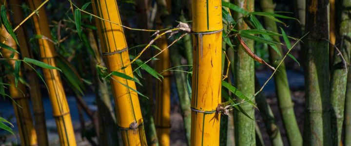 פתרונות במבוק2